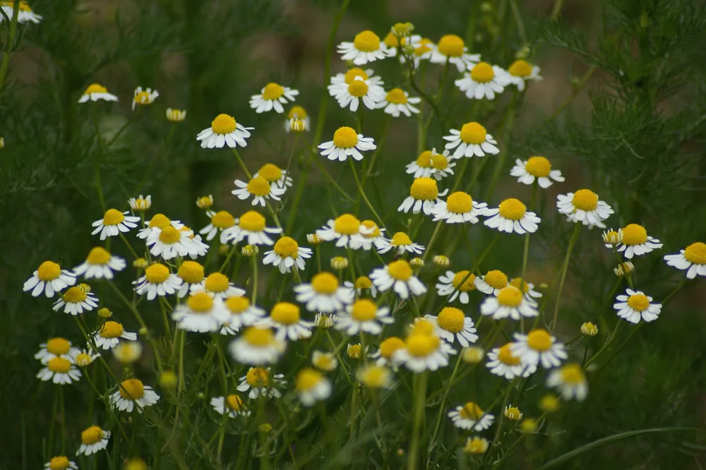 Champ de camomille sauvage en fleurs, capitules blancs et jaunes