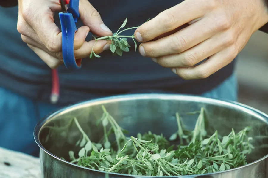 Deux mains tenant des ciseaux et un brin de thym au-dessus d'une casserole pleine de plantes fraîchement coupées, sans visage visible