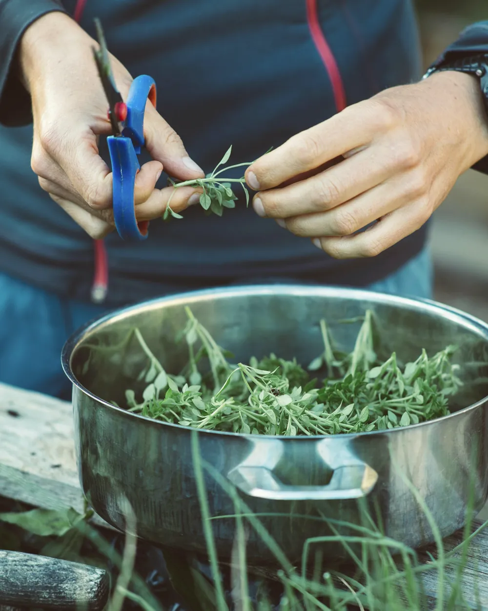 Deux mains tenant des ciseaux et un brin de thym au-dessus d'une casserole pleine de plantes fraîchement coupées, sans visage visible