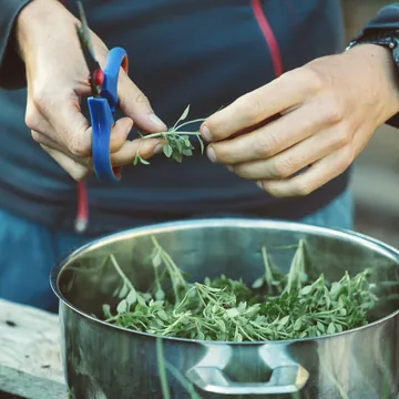 Mains au travail sur un brin de thym, au-dessus d’une casserole d’herbes fraîches