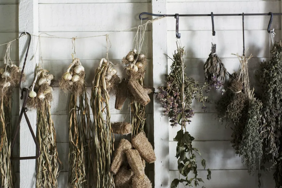 Bouquets de plantes médicinales suspendus à sécher contre un mur blanc