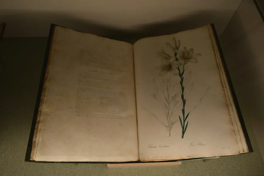 Grand livre botanique ancien ouvert, planche d'une plante à fleurs
