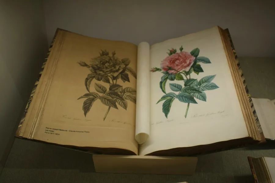 Livre ancien ouvert sur deux planches botaniques gravées