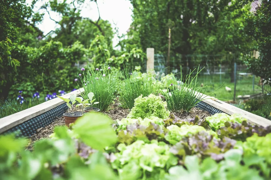 Carré de potager aux herbes et salades sous des arbres