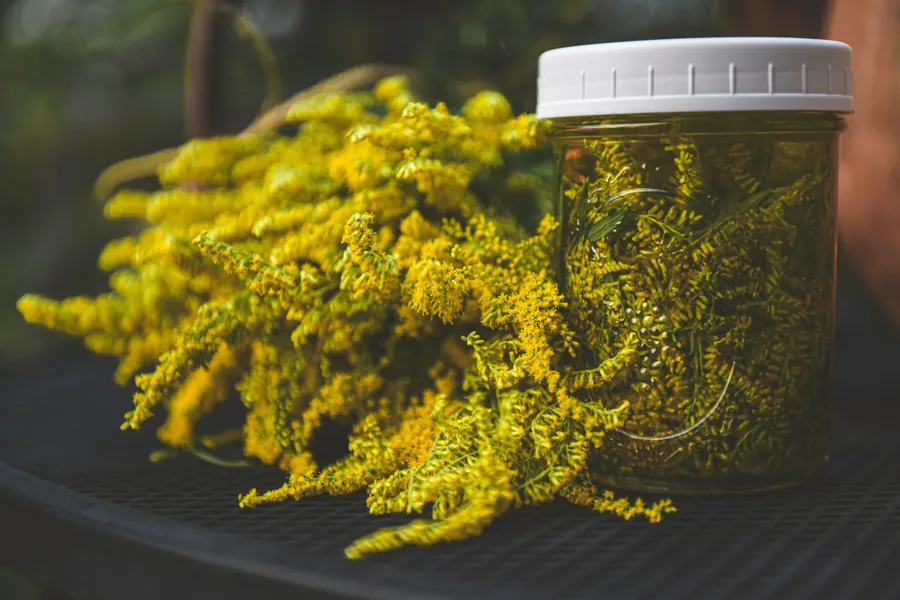 Bouquet de solidage jaune et bocal de plantes en macération